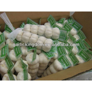 super white garlic 5P from fty 5.5cm